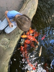 Feeding fish at the Rock Island Botanical Garden4